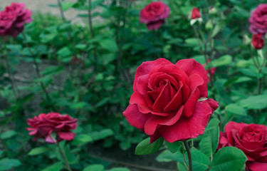 Red Rose. Blooming red rose in the city garden. Red rose on a background of green leaves.