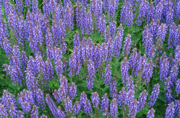 Blue Salvia (salvia farinacea) flowers blooming in the garden. Violet sage flowers. Background of lilac wildflowers.