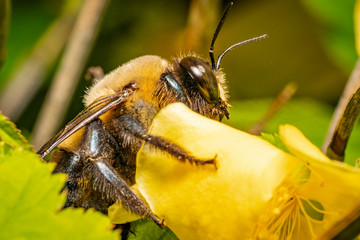 Macro