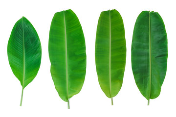 Set of banana leafs on white isolated background.