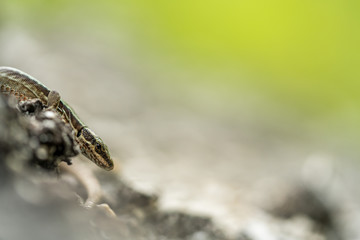 Podarcis muralis (common wall lizard)