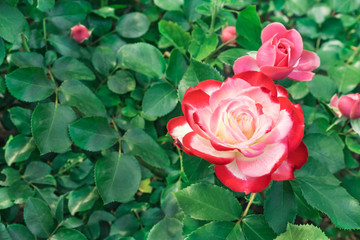 White rose with red border. Blooming white rose with a red border in the city garden.