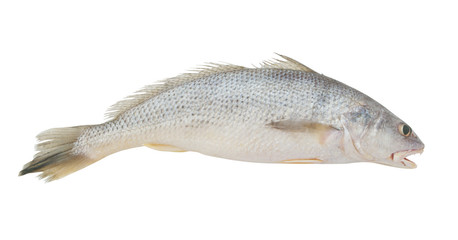 Croaker fish isolated on white background