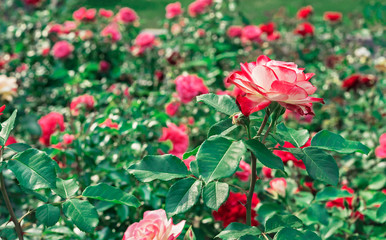 White rose with red border. Blooming white rose with a red border in the city garden.
