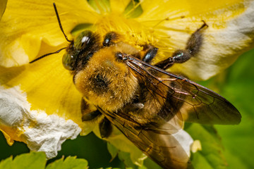 Macro