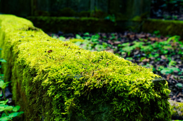 Kaputter Grabstein mit Beschädigungen auf einem Friedhof in grün