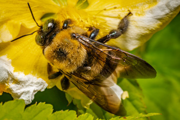 Macro