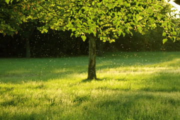 a lot of midges flying over the grass under a tree