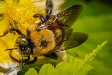 Macro