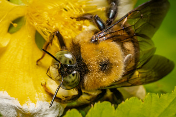 Macro
