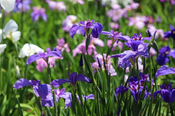 日本の梅雨に咲く菖蒲の花