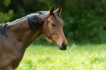 Obraz premium Portrait eines Jährlingshengstes