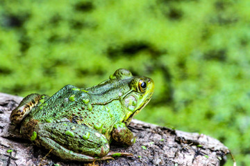 American Bullfrog