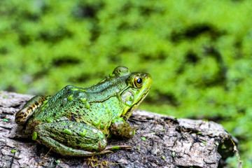 American Bullfrog