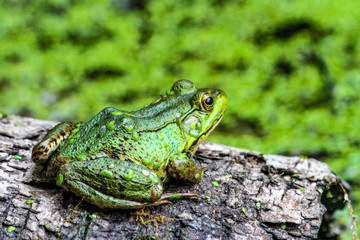 American Bullfrog