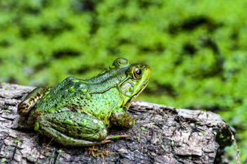 American Bullfrog