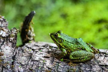 American Bullfrog