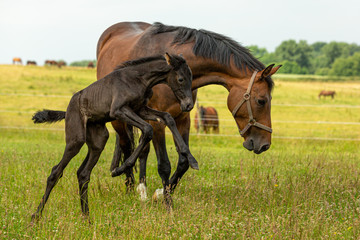 Bocksprung eines sehr jungen Fohlens vor der Mutter