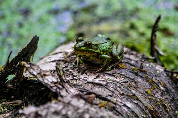 American Bullfrog