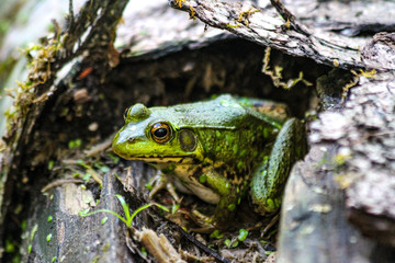 American Bullfrog