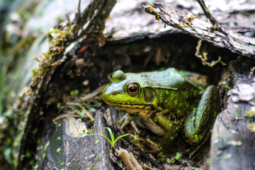 American Bullfrog