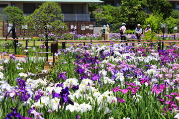 日本の梅雨の季節の花　ショウブの花
