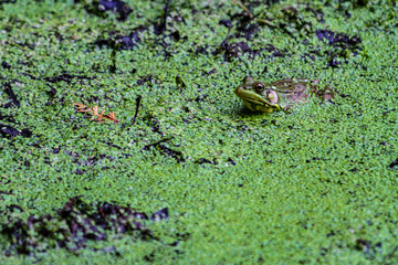 American Bullfrog