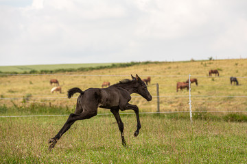 Bewegungsstudie: junges Fohlen übt Galopp auf der Wiese