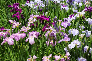 日本の梅雨に咲く菖蒲の花