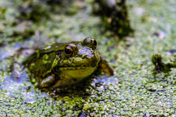 American Bullfrog