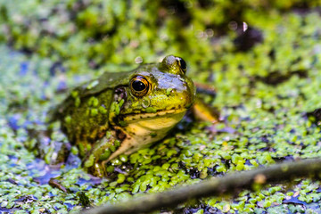 American Bullfrog