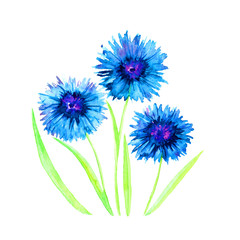 Sprigs of blue centaurea flowers isolated on white background, hand painted watercolor illustration, elemet for design, invitation, pattern