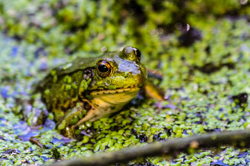 American Bullfrog