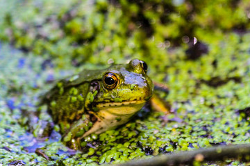 American Bullfrog
