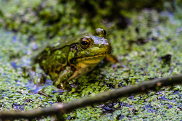 American Bullfrog