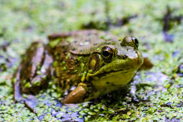 American Bullfrog