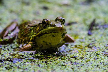 American Bullfrog