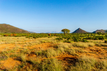 Obraz premium View of the savannah of Samburu Park in central Kenya