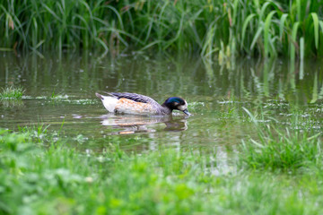 Beautiful wild Chiloe wigeon swimming on small pond in green park, Mareca sibilatrix wild water bird
