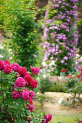 Fototapeta na wymiar ローズガーデン／ピンクの薔薇をクローズアップしバックは風景をぼかした縦長写真