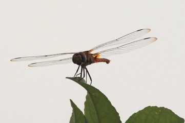 Globe Skimmers ( Dragonfly)