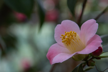 Close-up of a blooming pink camellia