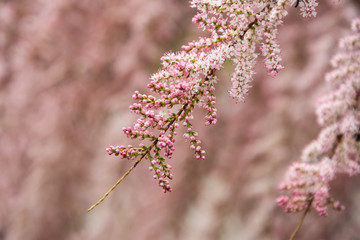 Tamarix bushes blossom