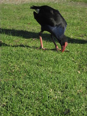 An adult Pukeko foraging for food. They occurs in Australia, Eastern Indonesia, Papua New Guinea & NZ. This bird has an association in Polynesian culture. They are known in Maori metaphor & mythology.