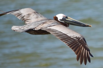pelican in flight