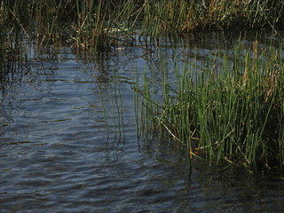 Long green grass growing by the lake water