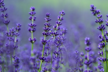 Fototapeta na wymiar A picture from the beautiful fields of Provance during the summer and full of lavender in bloom. 