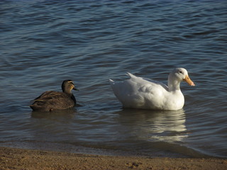A swan swims together with a duck