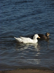 A swan swims together with a duck