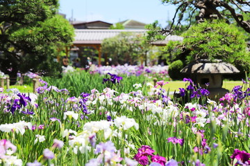 日本の梅雨の季節の花　ショウブの花